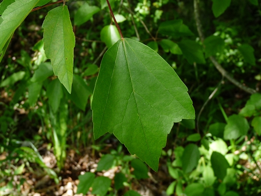 {Acer rubrum var. trilobum}
